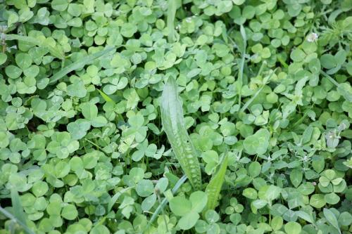 Самая неприхотливая газонная трава и тип газона. Лучшая газонная трава для дачи, которая вытесняет сорняки и не требует ухода