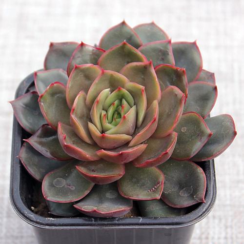 Какие виды суккулентов наиболее популярны среди садоводов. ТОП-5 самых популярных суккулентов 2024 года