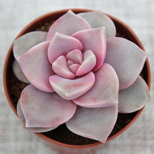 Какие виды суккулентов наиболее популярны среди садоводов. ТОП-5 самых популярных суккулентов 2024 года