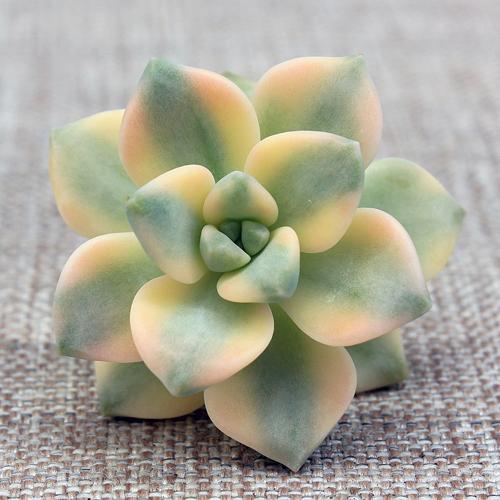 Какие виды суккулентов наиболее популярны среди садоводов. ТОП-5 самых популярных суккулентов 2024 года