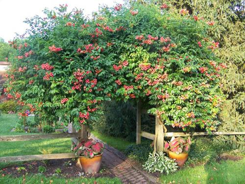 Как спрятать огород на участке?