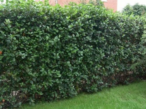 Как спрятать огород на участке?