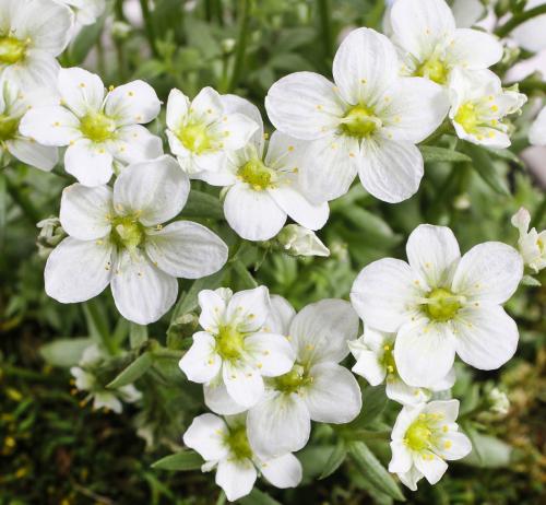 Создание белого цветника: простые шаги для начинающих 11 Создание белого цветника: простые шаги для начинающих 11