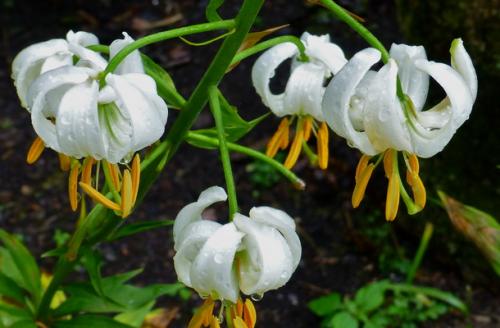 Как создать бело-зеленый цветник. Белые цветы для клумбы и миксбордера (с фото и названиями)