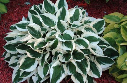 Как создать бело-зеленый цветник. Белые цветы для клумбы и миксбордера (с фото и названиями)