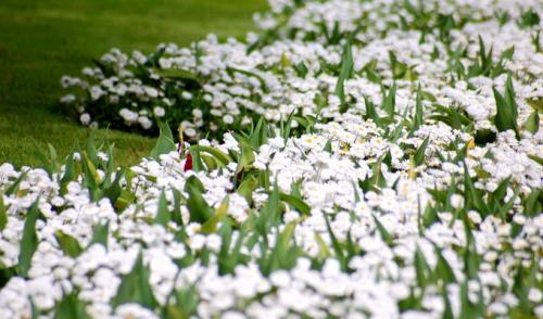 Как создать бело-зеленый цветник. Белые цветы для клумбы и миксбордера (с фото и названиями)