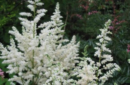 Как создать бело-зеленый цветник. Белые цветы для клумбы и миксбордера (с фото и названиями)