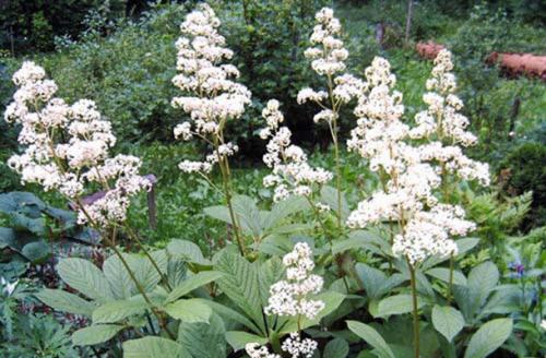 Как создать бело-зеленый цветник. Белые цветы для клумбы и миксбордера (с фото и названиями)