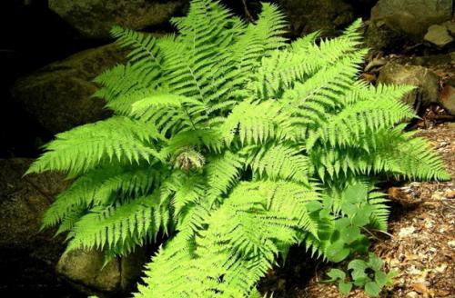 Как создать бело-зеленый цветник. Белые цветы для клумбы и миксбордера (с фото и названиями)