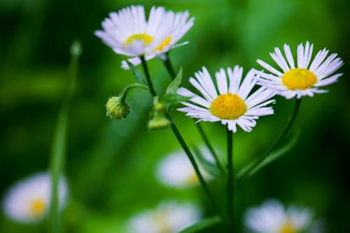 Создание белого цветника: простые шаги для начинающих 07 Создание белого цветника: простые шаги для начинающих 07