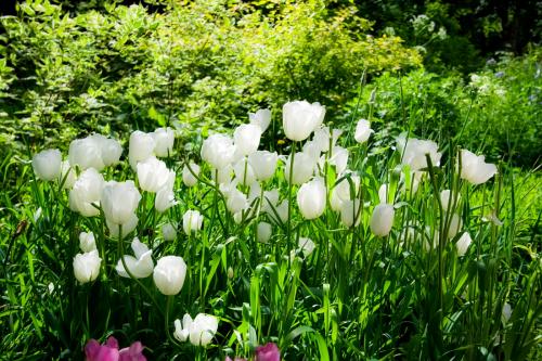 Создание белого цветника: простые шаги для начинающих 05 Создание белого цветника: простые шаги для начинающих 05