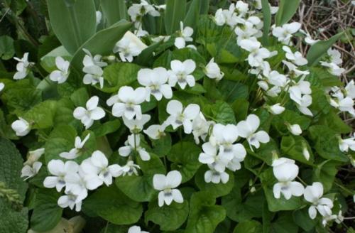 Как создать бело-зеленый цветник. Белые цветы для клумбы и миксбордера (с фото и названиями)