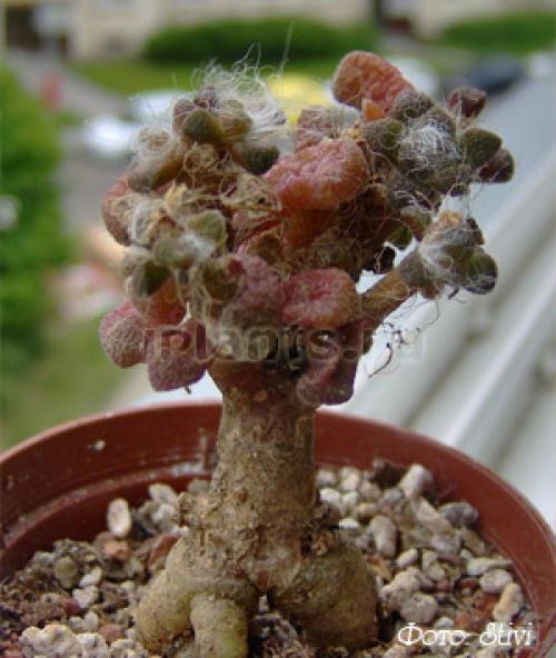 Суккуленты в домашних условиях: советы по уходу и выращиванию 05