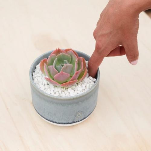 Как часто нужно поливать суккуленты в домашних условиях. Как часто поливать суккуленты