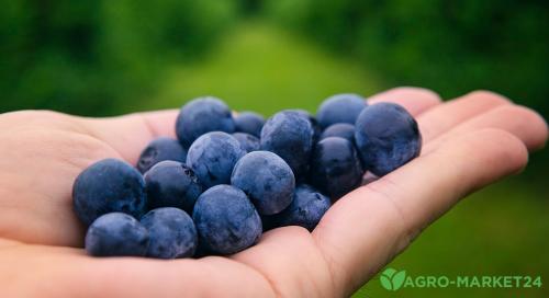 Сложности перехода на органическое земледелие: что стоит помнить 02 Сложности перехода на органическое земледелие: что стоит помнить 02