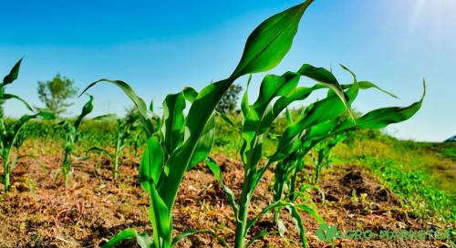 Сложности перехода на органическое земледелие: что стоит помнить 03 Сложности перехода на органическое земледелие: что стоит помнить 03