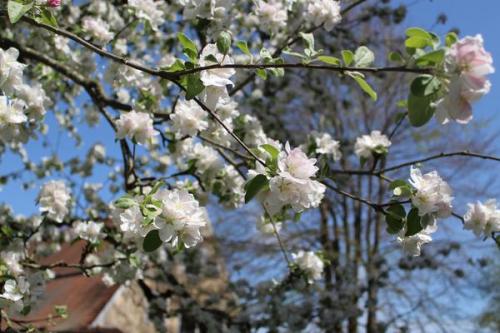 Что такое плодово-фруктовый сад и огород. Плодовый сад на дачном участке: все за и против