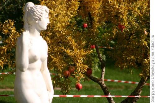 Гранат куст или дерево. Гранат - плоды счастья