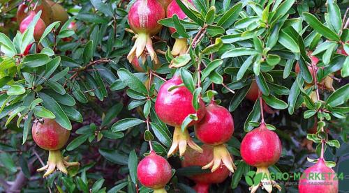 3 Способа вырастить гранатовое дерево. Как домашних условиях вырастить гранат из косточки 19 3 Способа вырастить гранатовое дерево. Как домашних условиях вырастить гранат из косточки 19