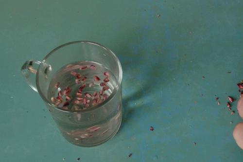 Как вырастить гранат из косточки дома. Подготовка семян