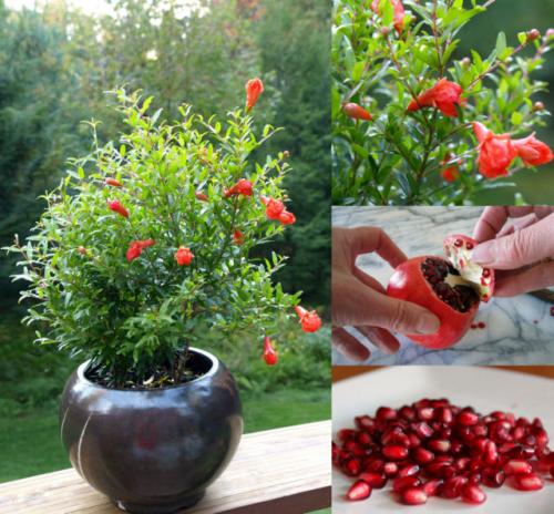 3 Способа вырастить гранатовое дерево. Как домашних условиях вырастить гранат из косточки 09 3 Способа вырастить гранатовое дерево. Как домашних условиях вырастить гранат из косточки 09