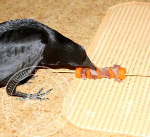 Какие животные едят гранаты. Рацион врановых птиц