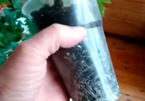 Как выбрать подходящие растения для домашнего мини-огорода с фитоосвещением. Красно-синий или белый?