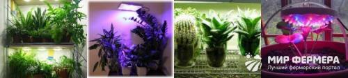 Искусственный свет для растений: как создать домашний мини-огород с фитоосвещением 01