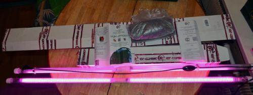 Какие преимущества имеет домашний мини-огород с фитоосвещением. Мой эксперимент: фитолампы