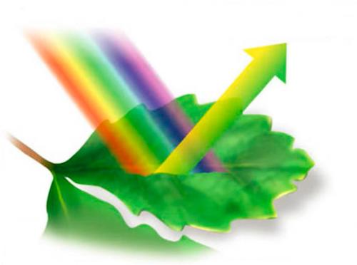 Как выбрать подходящие растения для домашнего мини-огорода с фитоосвещением. Красно-синий или белый?