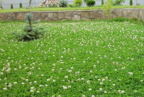 Как выбрать подходящий тип газона для ленивых. Лучшая газонная трава для ленивых, которую не надо стричь, – многолетние сорта с названиями и фото