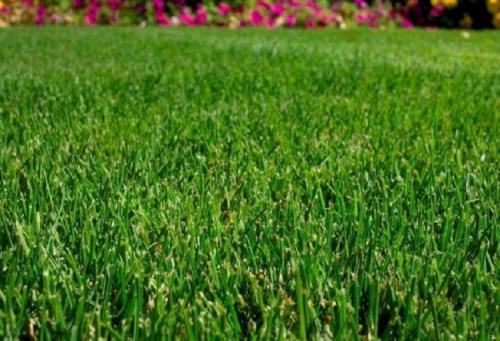 Как выбрать подходящий тип газона для ленивых. Лучшая газонная трава для ленивых, которую не надо стричь, – многолетние сорта с названиями и фото