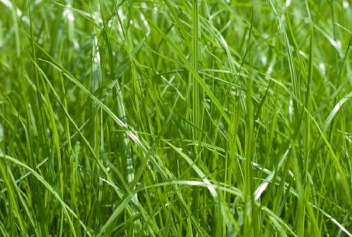 Как выбрать подходящий тип газона для ленивых. Лучшая газонная трава для ленивых, которую не надо стричь, – многолетние сорта с названиями и фото