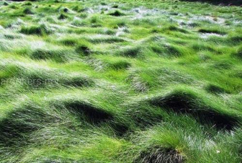 Как выбрать подходящий тип газона для ленивых. Лучшая газонная трава для ленивых, которую не надо стричь, – многолетние сорта с названиями и фото