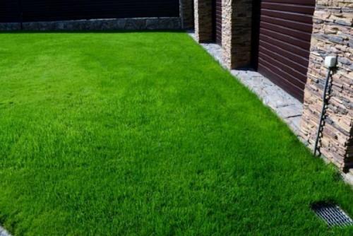 Как выбрать подходящий тип газона для ленивых. Лучшая газонная трава для ленивых, которую не надо стричь, – многолетние сорта с названиями и фото