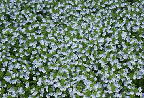 Как выбрать подходящий тип газона для ленивых. Лучшая газонная трава для ленивых, которую не надо стричь, – многолетние сорта с названиями и фото