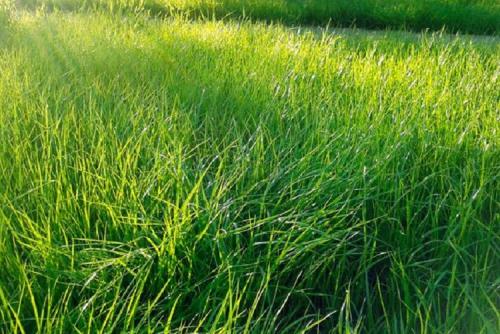 Как выбрать подходящий тип газона для ленивых. Лучшая газонная трава для ленивых, которую не надо стричь, – многолетние сорта с названиями и фото