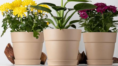 Как создать мини-сад в небольшой квартире. Сад в горшках: как создать мини-парадиз в ограниченном пространстве