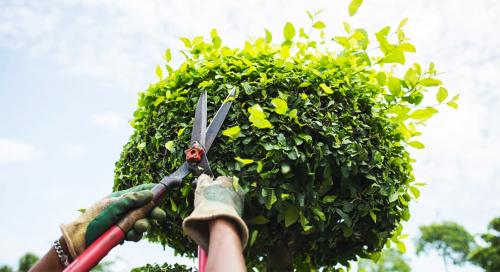 Стрижка кустарников: простой способ достичь идеального вида 20 Стрижка кустарников: простой способ достичь идеального вида 20