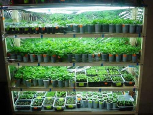 Что такое мини-огород на подоконнике с подсветкой. Светодиодные технологии для огорода на подоконнике