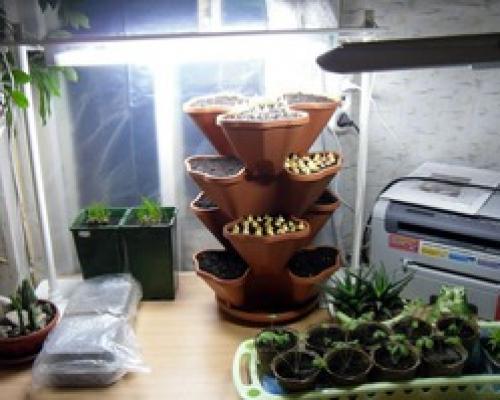 Что такое мини-огород на подоконнике с подсветкой. Светодиодные технологии для огорода на подоконнике