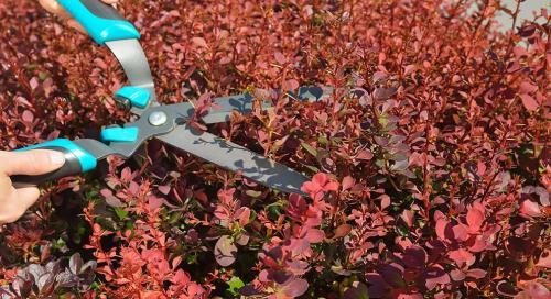 Стрижка кустарников: простой способ достичь идеального вида 14 Стрижка кустарников: простой способ достичь идеального вида 14