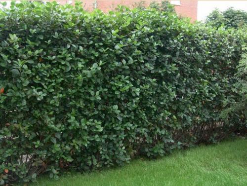 Стричь правильно, как кустарники. Стрижка кустов — основы правильного выбора растений и формирования правильных форм, подбор инструмента (фото + видео)