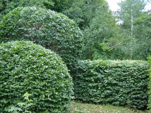 Стричь правильно, как кустарники. Стрижка кустов — основы правильного выбора растений и формирования правильных форм, подбор инструмента (фото + видео)