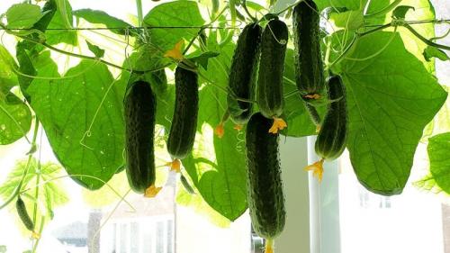 Как создать мини-огород на подоконнике с подсветкой: подходы и инструменты 18 Как создать мини-огород на подоконнике с подсветкой: подходы и инструменты 18