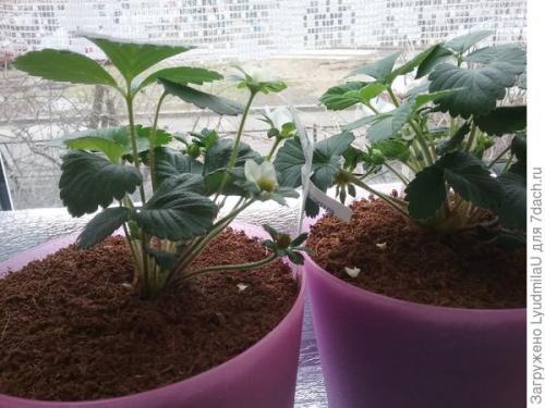 Как правильно установить подсветку в мини-огороде на подоконнике. Клубничная грядка на подоконнике, или Подсветка своими руками за 2 часа