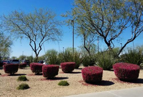 Стричь правильно, как кустарники. Стрижка кустов — основы правильного выбора растений и формирования правильных форм, подбор инструмента (фото + видео)