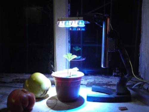 Что такое мини-огород на подоконнике с подсветкой. Светодиодные технологии для огорода на подоконнике