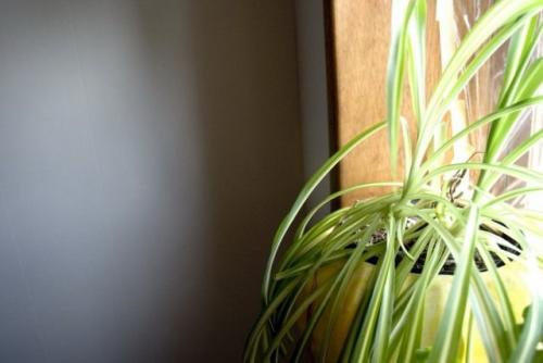 Как обеспечить достаточное количество света для растений в квартире. Естественное освещение