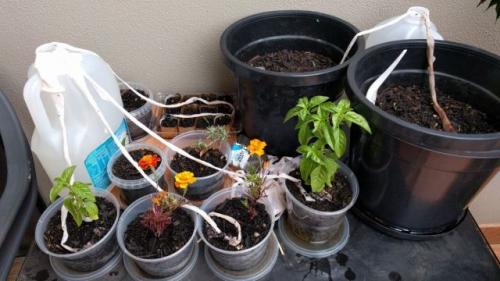 Как обеспечить достаточное количество влаги для растений в квартире. Автополив собственными руками